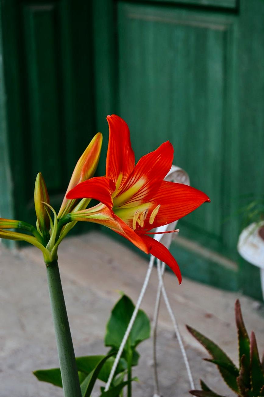 Tropical arrangement with exotic flowers